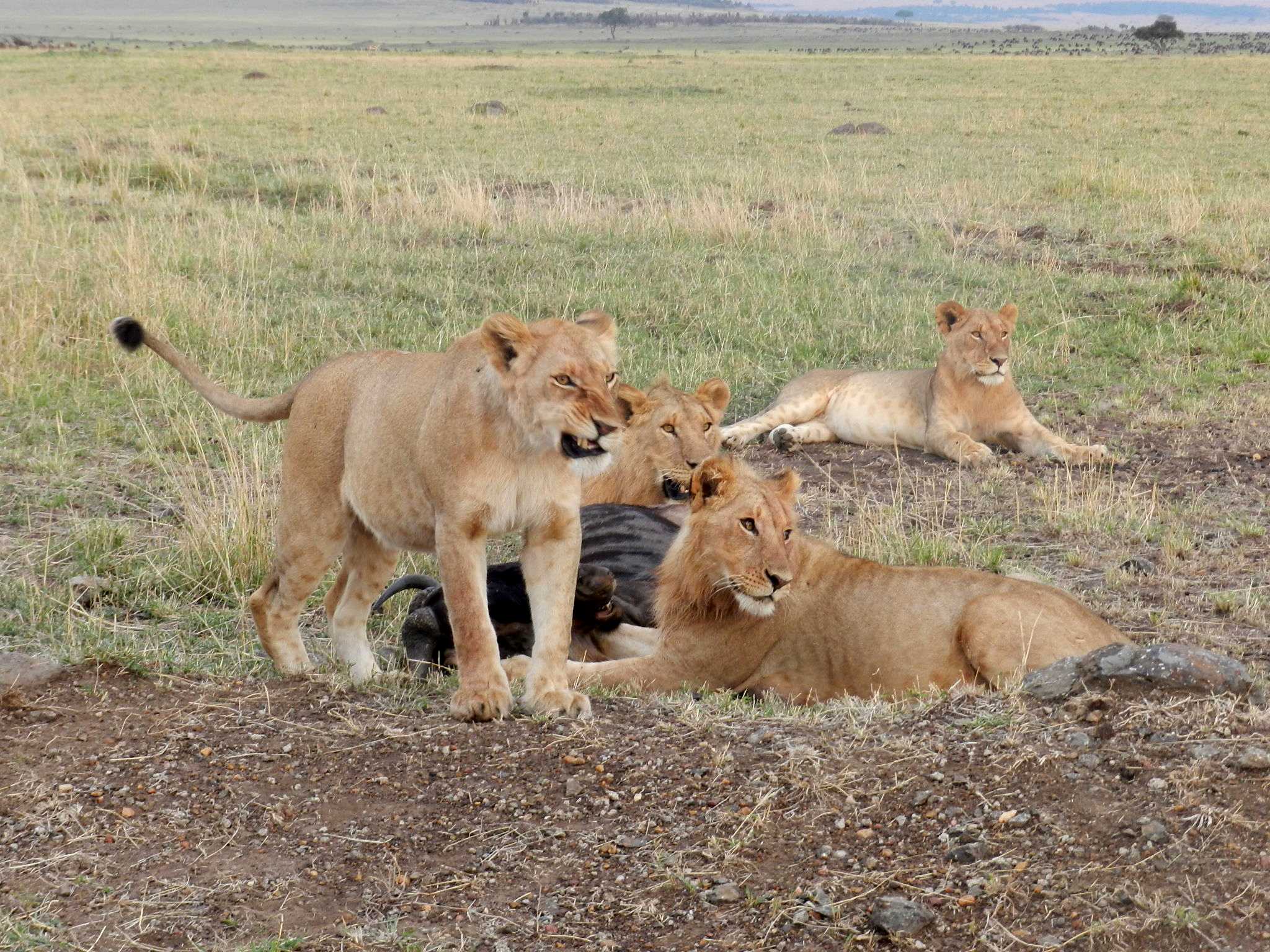 Spectacular Masai Mara Safari