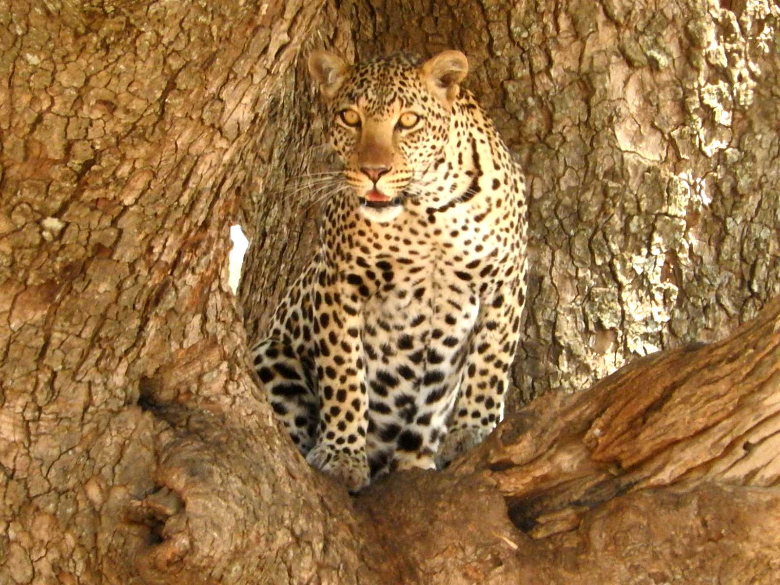 Discover Kenya Safari