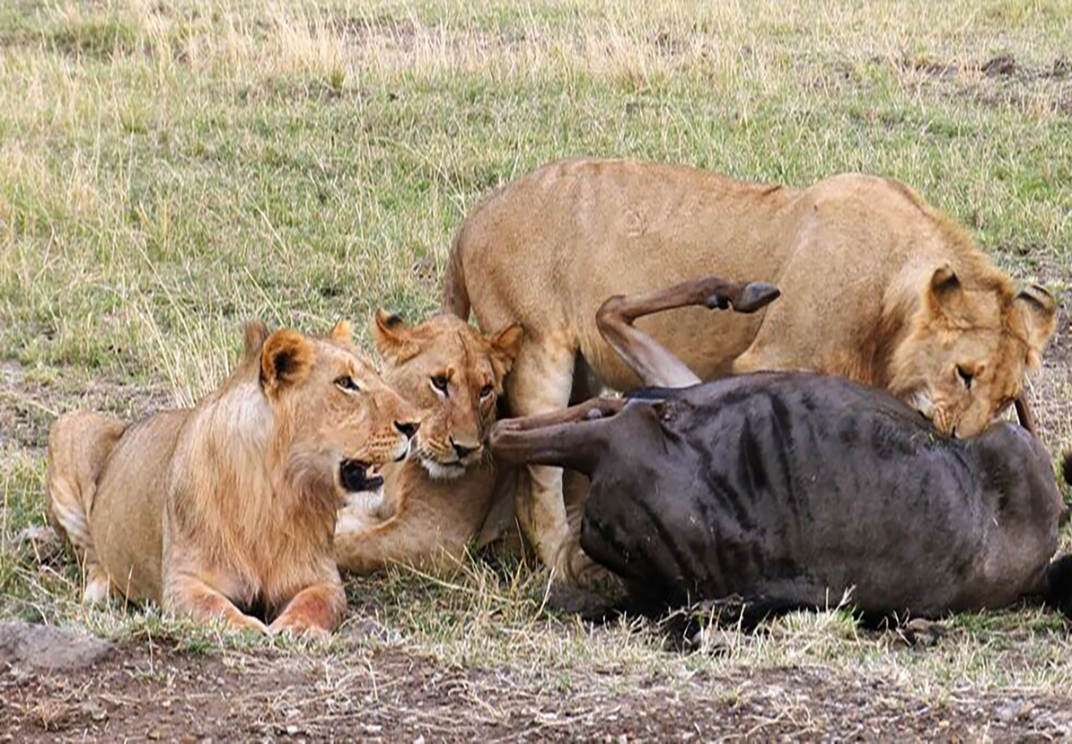 Lion King Safari