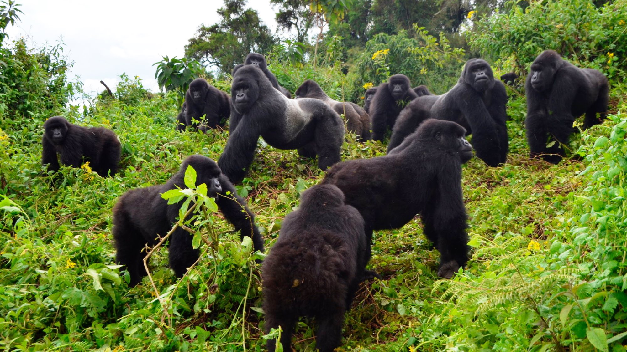gorilla Wings over maasai mara Afio Mai Africa Safaris