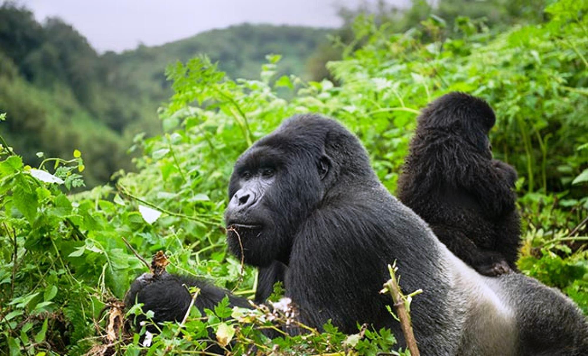 gorillarwanda Lion King Safari