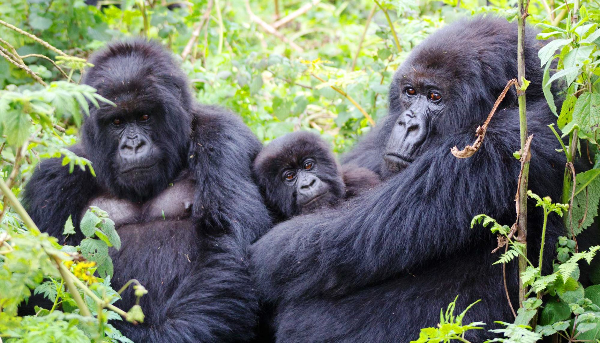 Rwanda Gorilla Safari Package