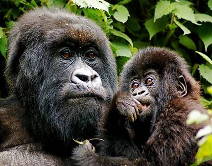 Uganda Gorilla Trek Safari