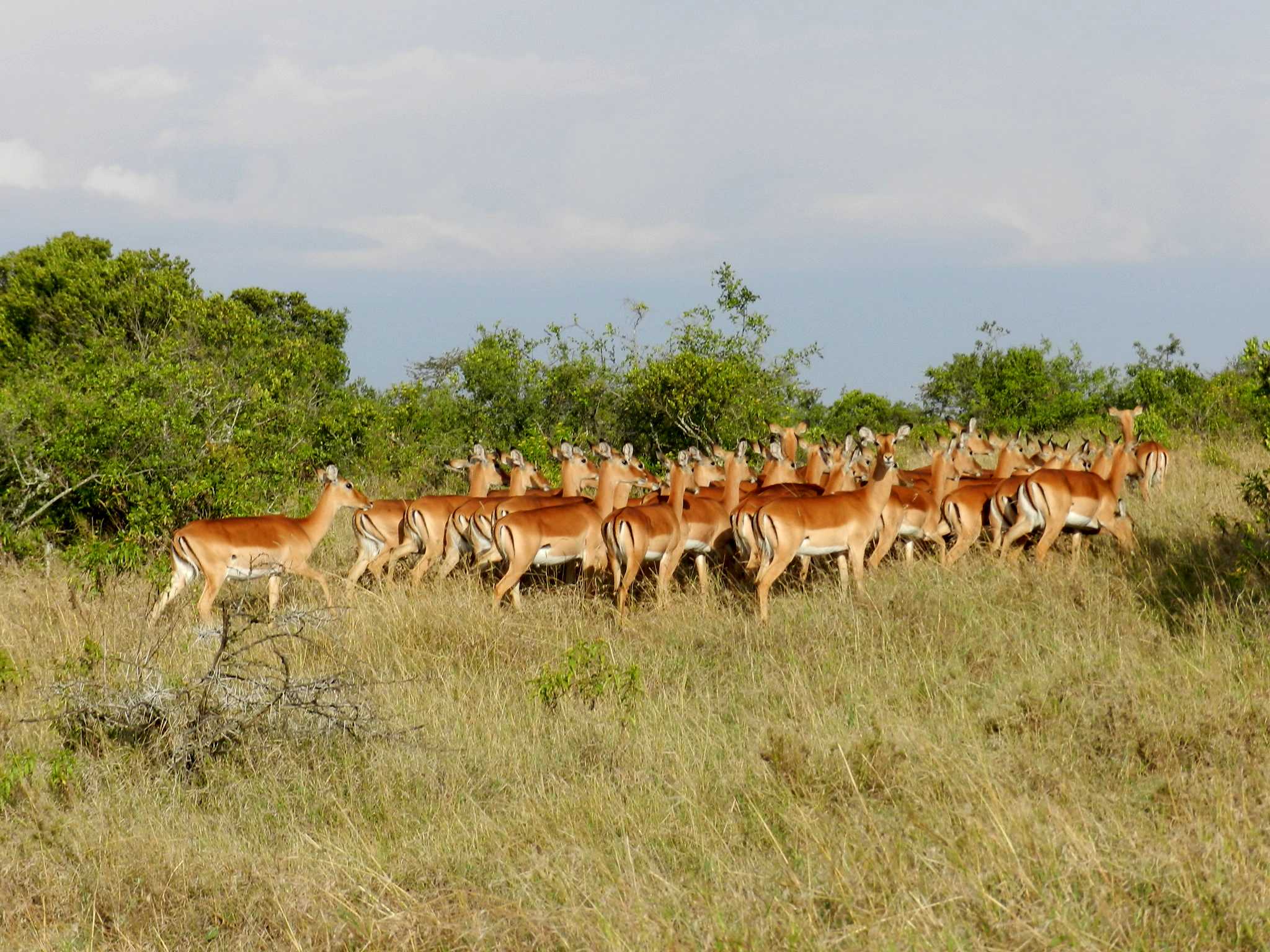 The Ultimate Rwanda Safari 