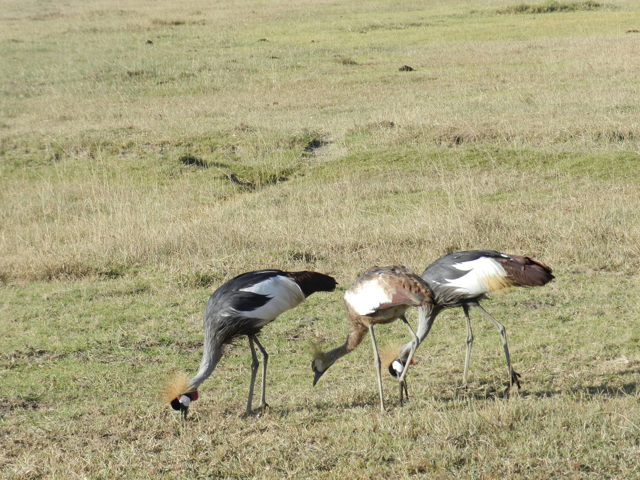 050137 Crowned Cranes Lion King Safari