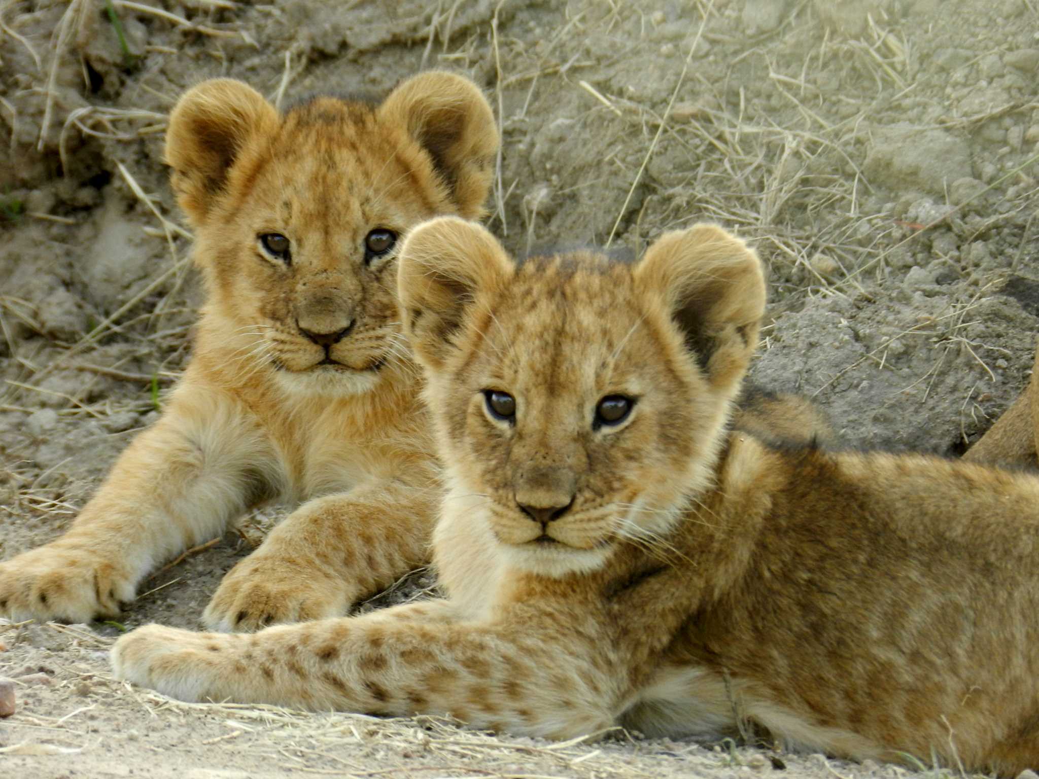 Spectacular Tanzania Safari