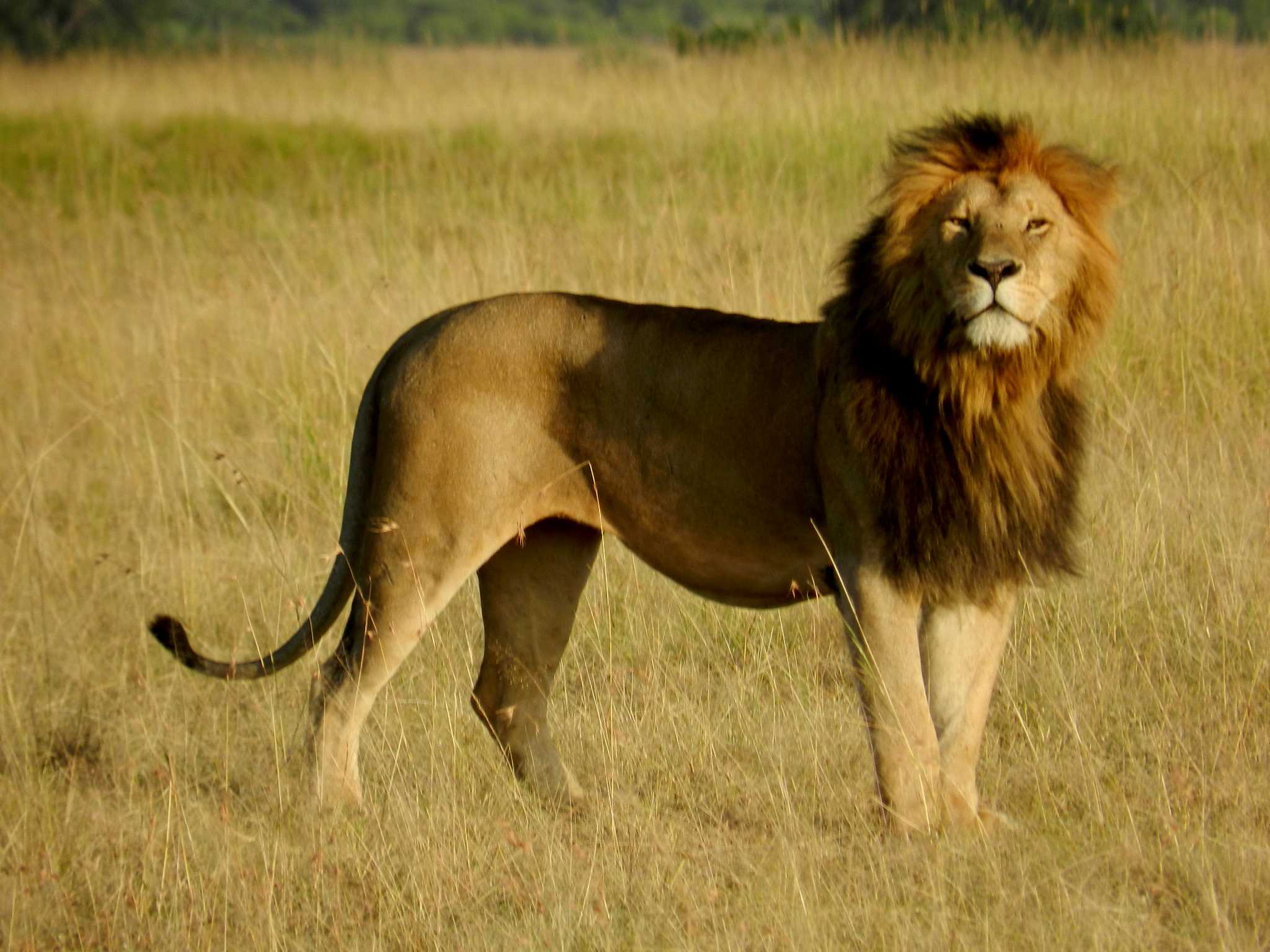 real-estate-07 Lion King Safari