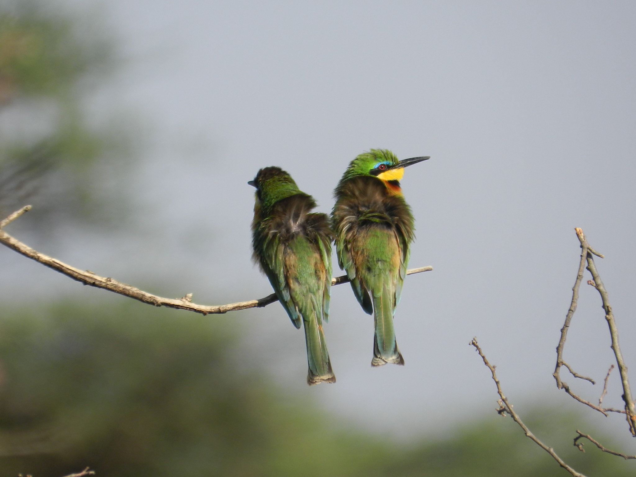 Amazing Kenya & Tanzania Safari 