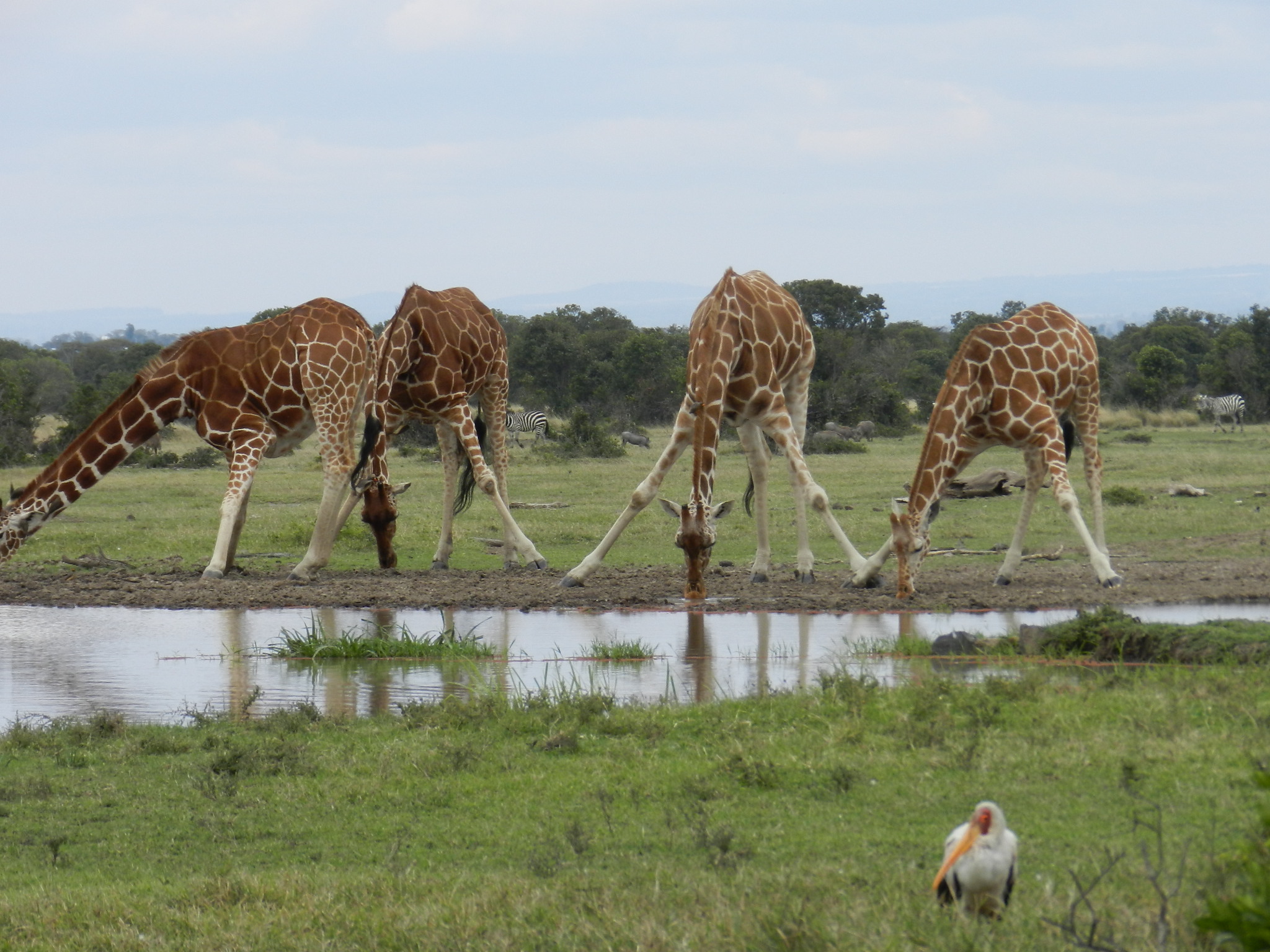 010005ReticulatedGiraffes Wings over maasai mara Afio Mai Africa Safaris