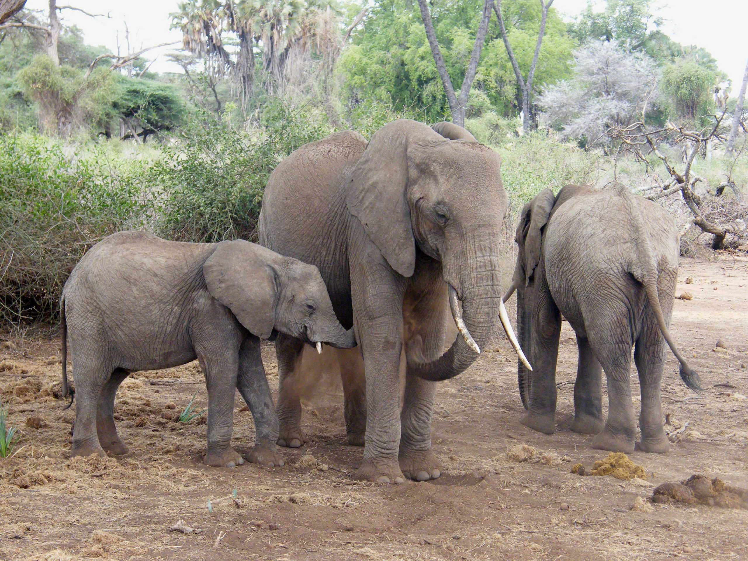 Classical Uganda Safari