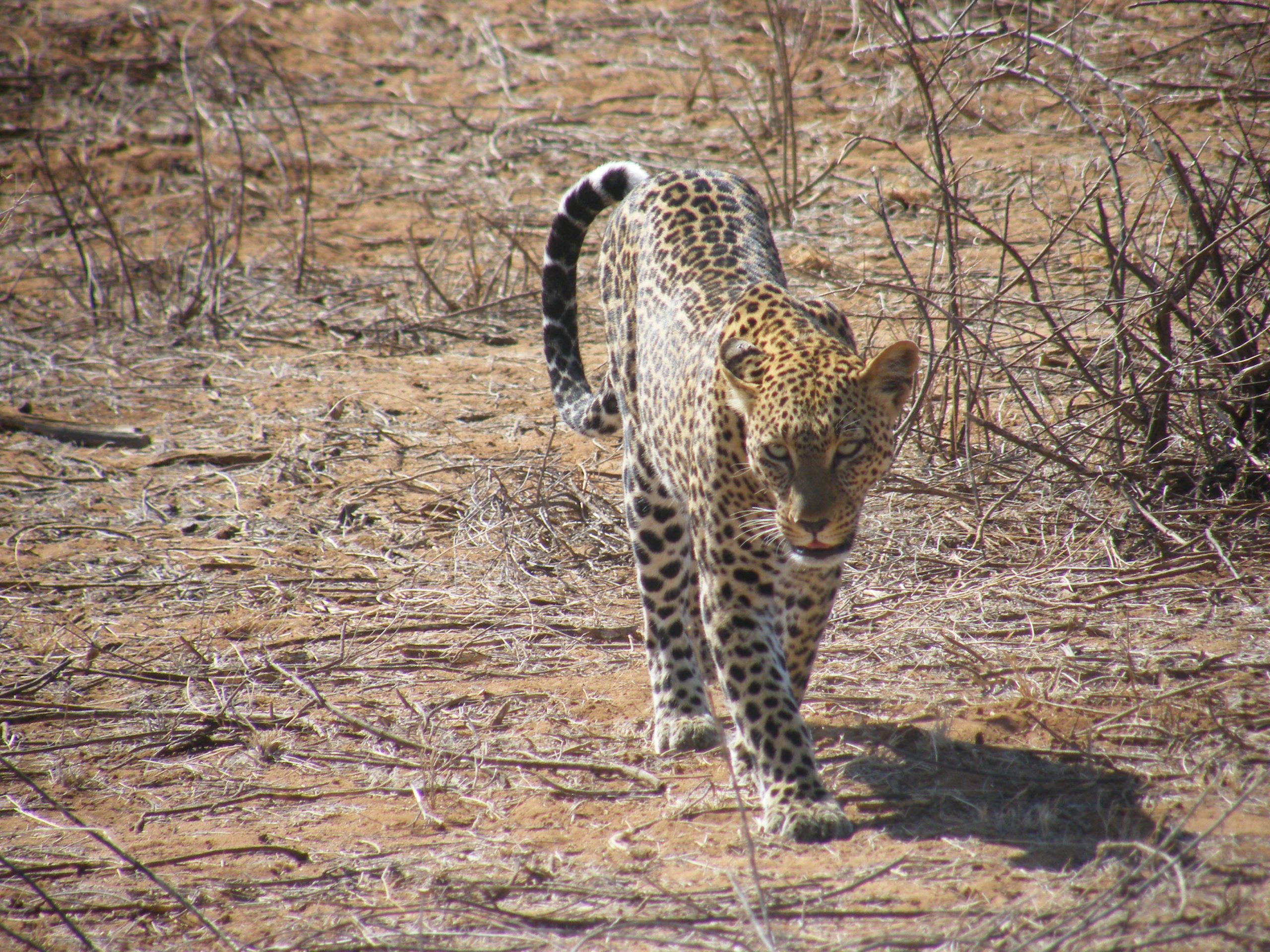 030293Leopard Lion King Safari
