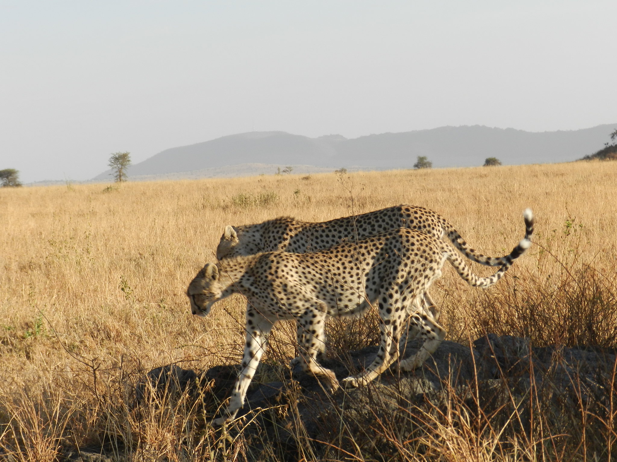 Wings Over Tanzania Safari & Zanzibar Beach Holiday