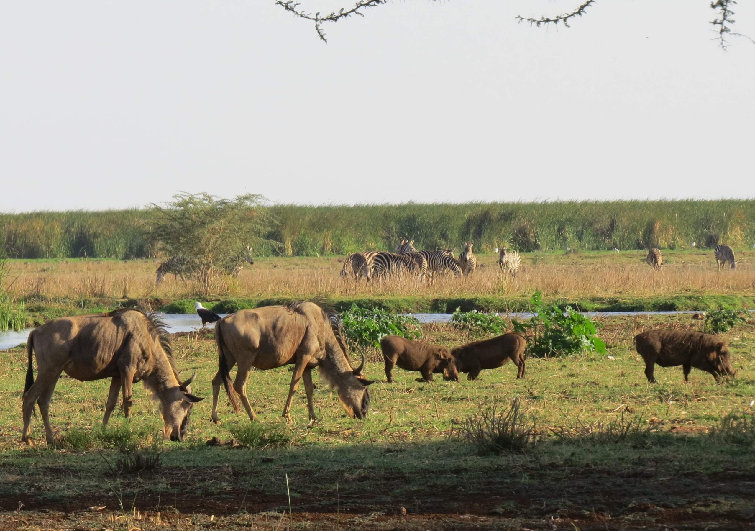 The Best of Rwanda Gorilla & Wildlife Safari