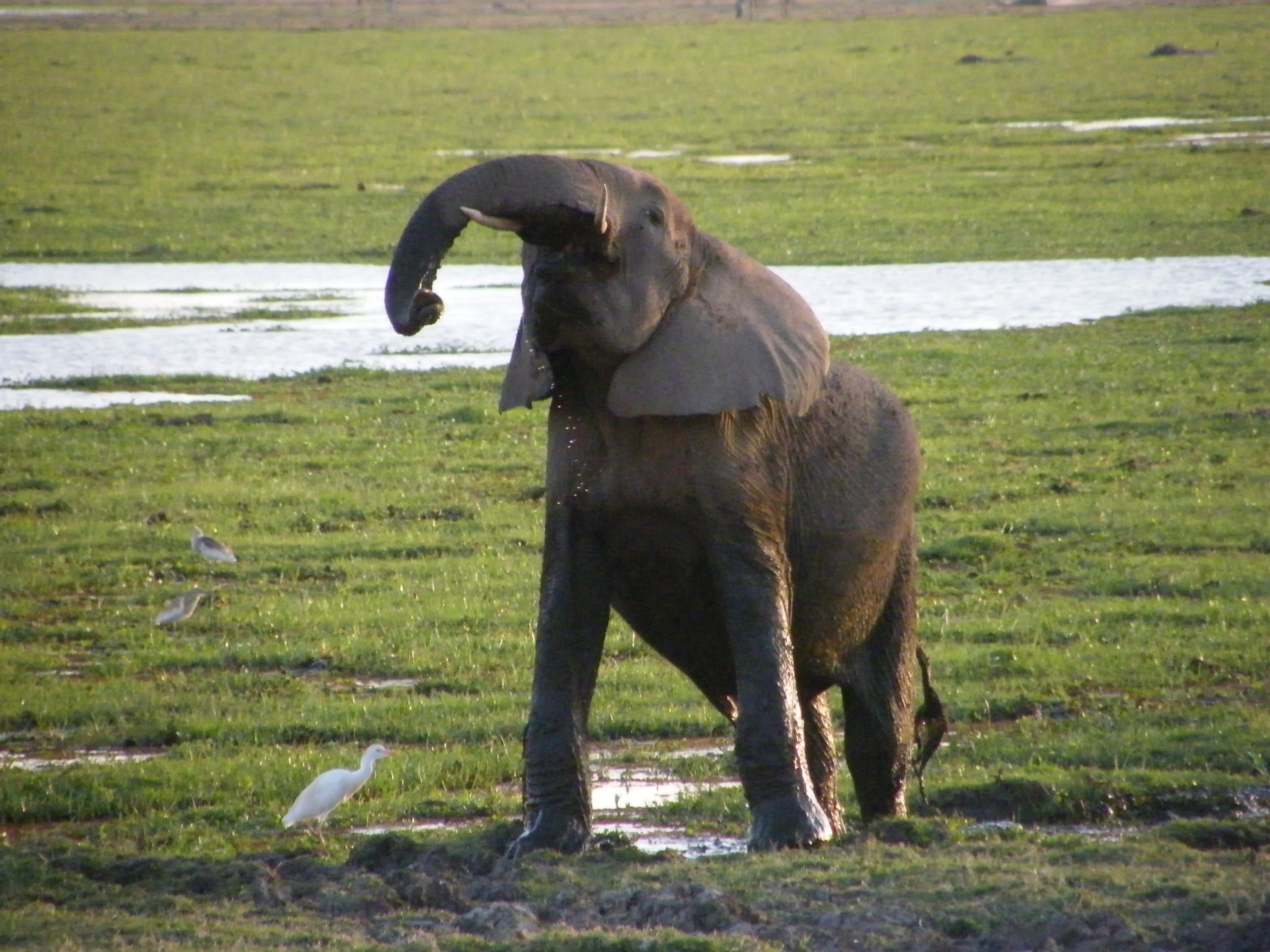 081275Elephant and Cattle Egret Lion King Safari