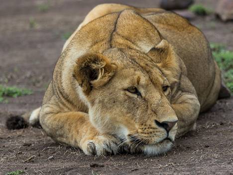 Karibu Tanzania Safari