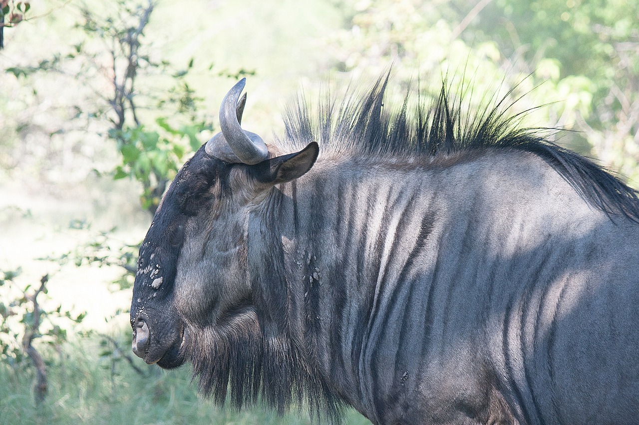 blue wildebeest