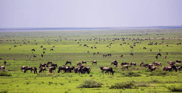 blue wildebeest
